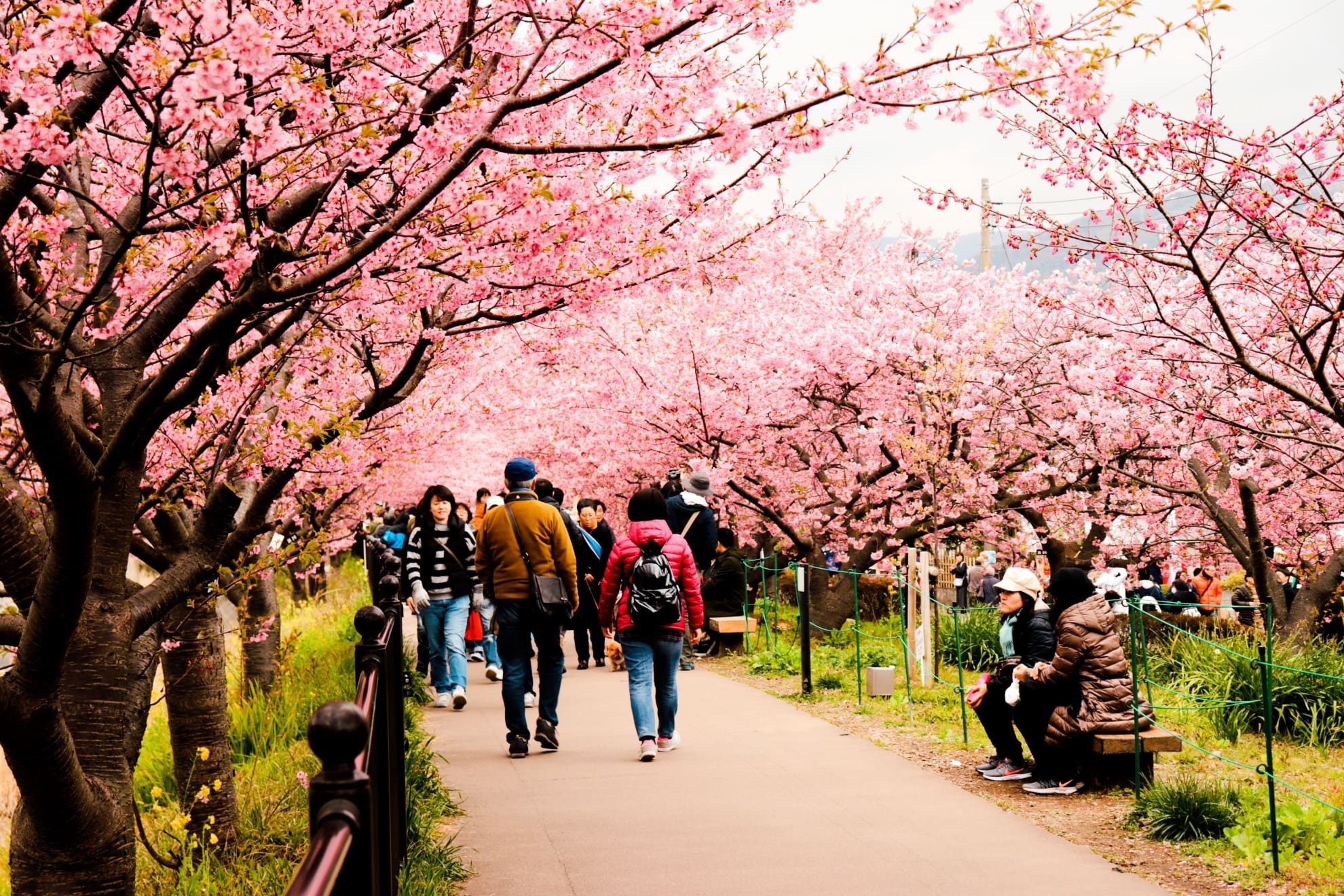 Sakura Report Kawazu Cherry Blossom Festival Tokyo Past 3