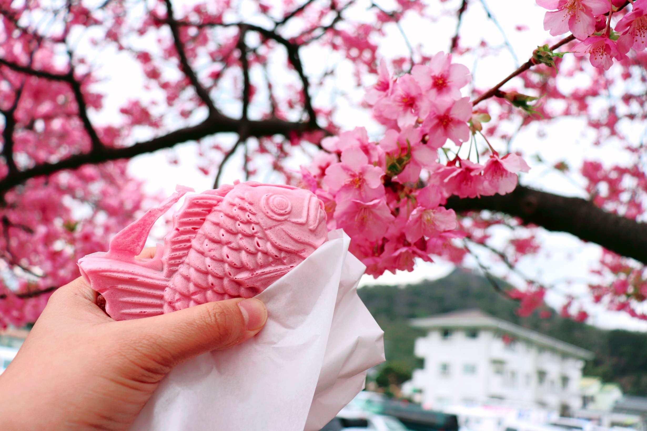 Kawazu Sakura Festival - pink taiyaki with cherry blossoms in the background
