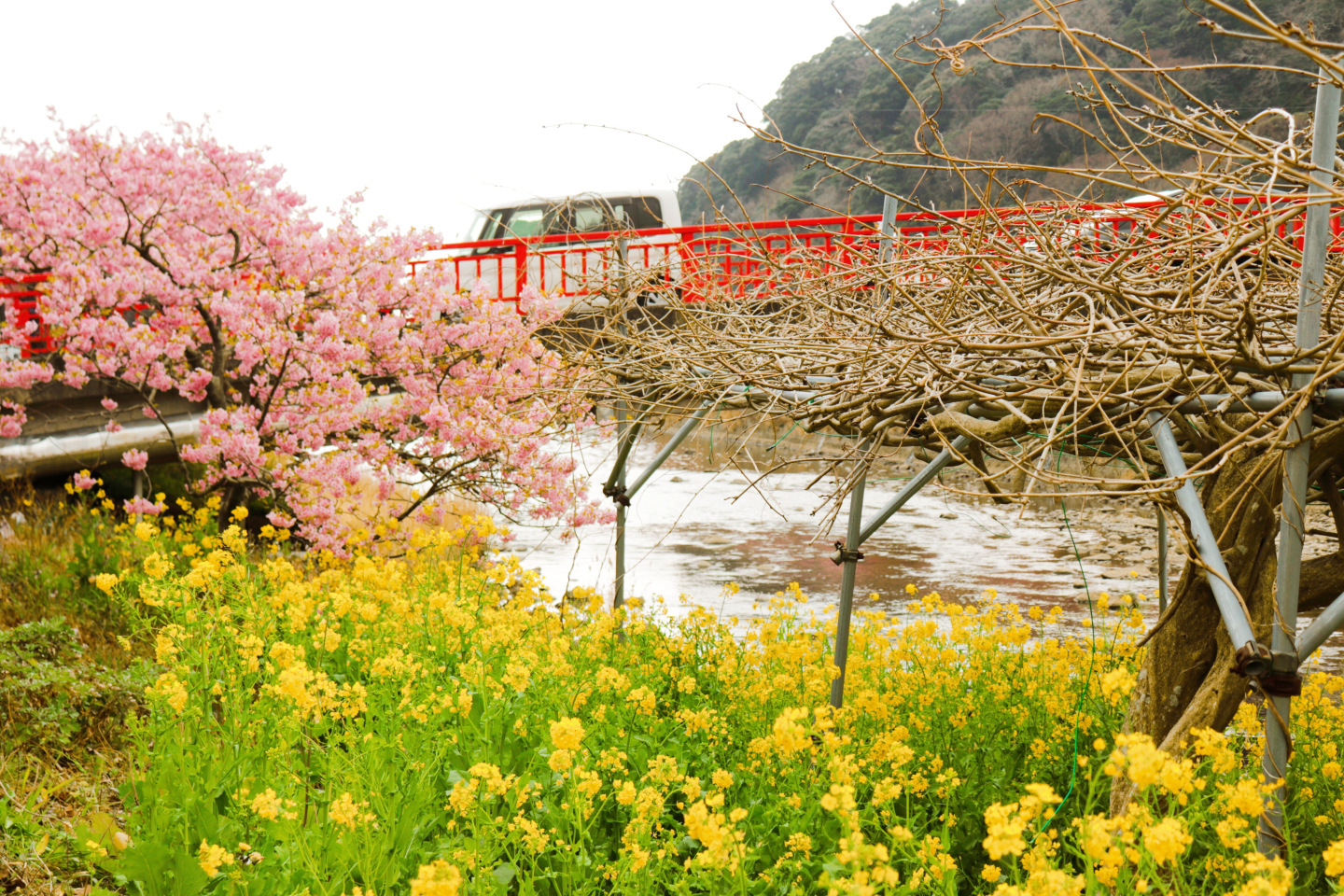 Kawazu Sakura Festival - nanohana, cherry blossoms and red bridge