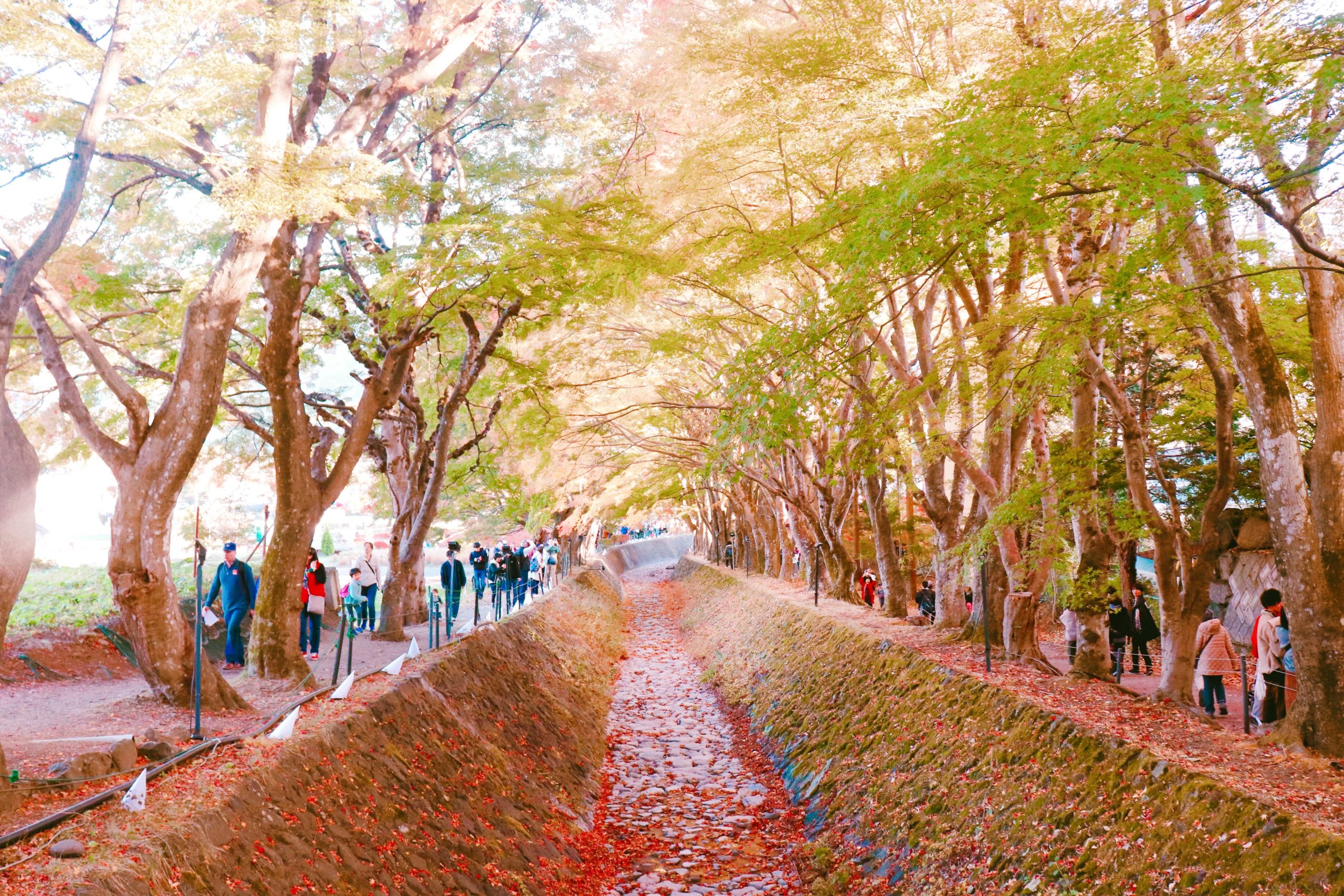 Maple Corridor - Fuji Kawahuchiko Autumn Leaves Festival