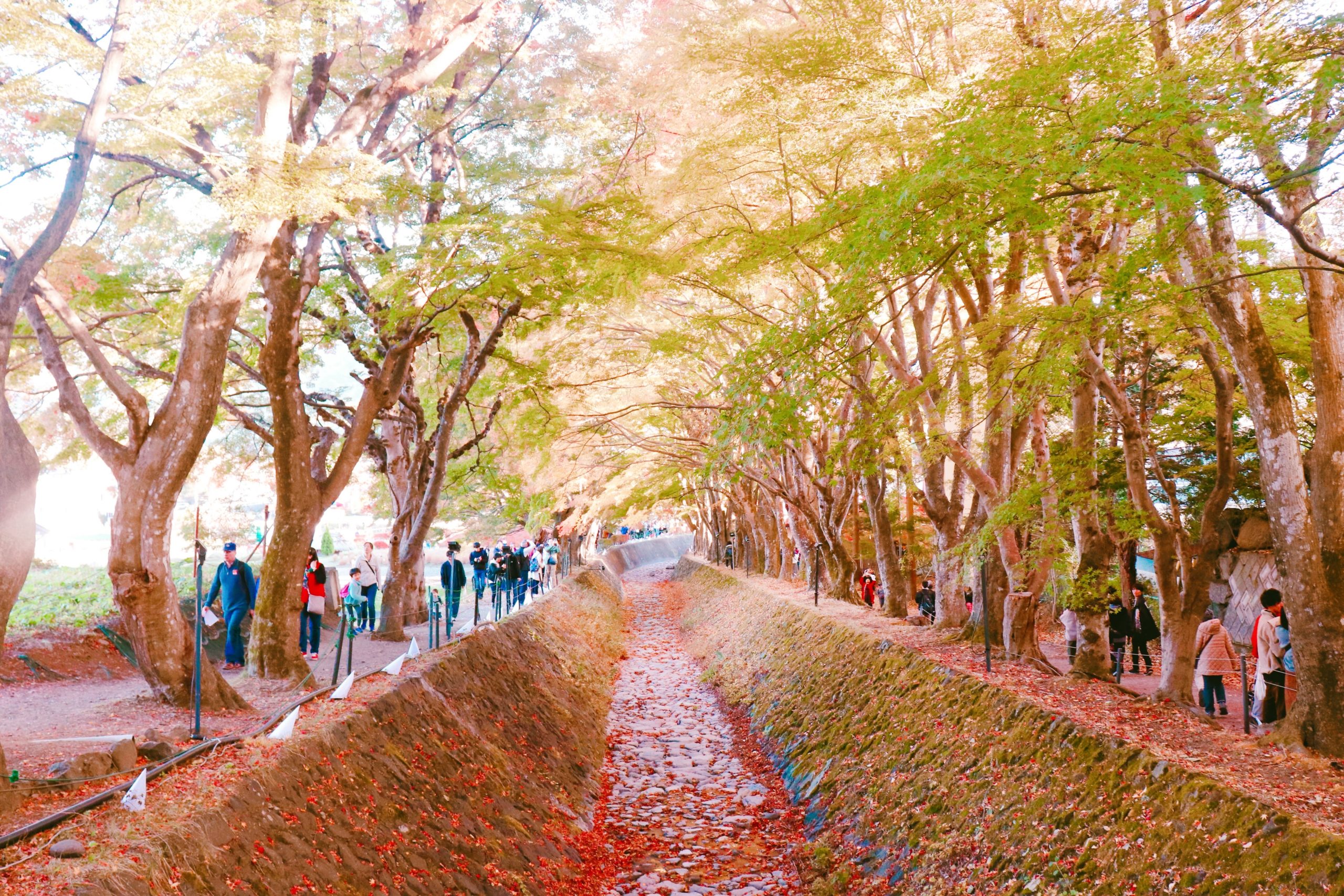 Fuji Kawaguchiko Autumn Leaves Festival What You Need to Know Tokyo