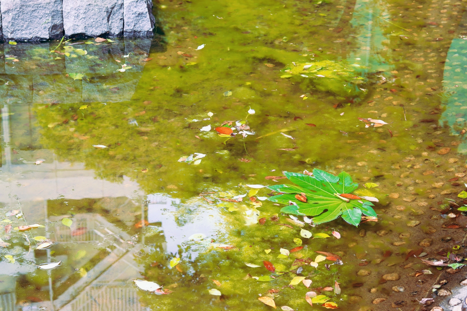 Ubagaike Pond - leaf floating on water