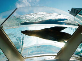 Seal at Sunshine Aquarium
