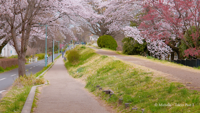 Tamako Bike Path Cherry Blossoms