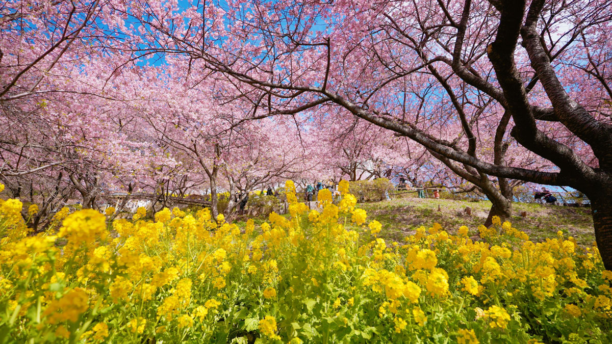Matsuda Cherry Blossom Festival at Nishiharabatake Park