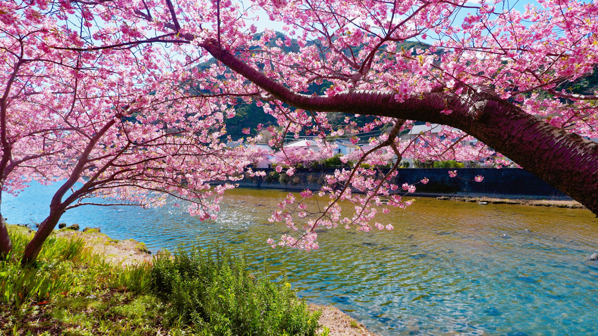 Cherry blossoms by the Kawazu River