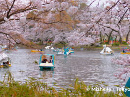 Inokashira Park cherry blossoms