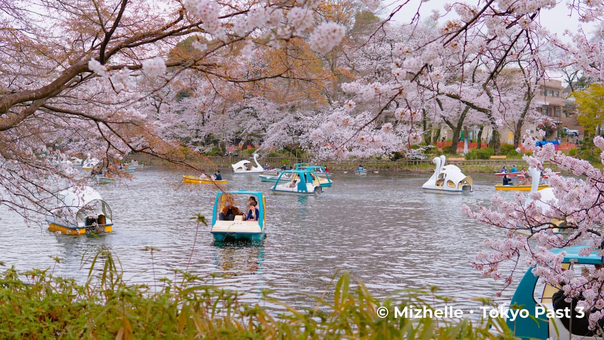 Tokyo Cherry Blossom 2023 - Yoyogi Park, Shinjuku Gyoen 