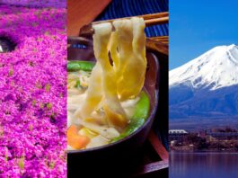 Best Fuji Shibazakura Tours