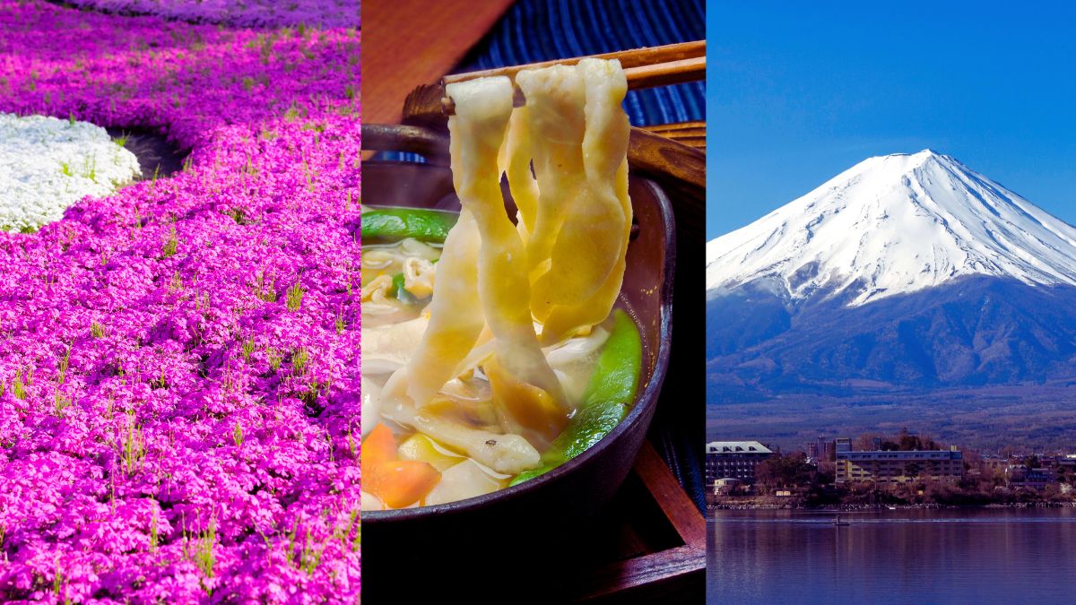 Best Fuji Shibazakura Tours