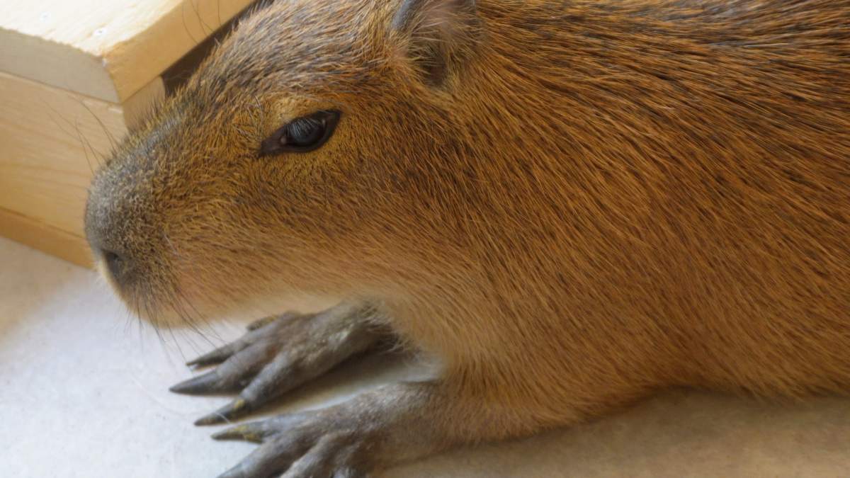Capybara Cat Cafe Japan Capy Neko Kichijoji Tokyo Japanese pets animals new  11