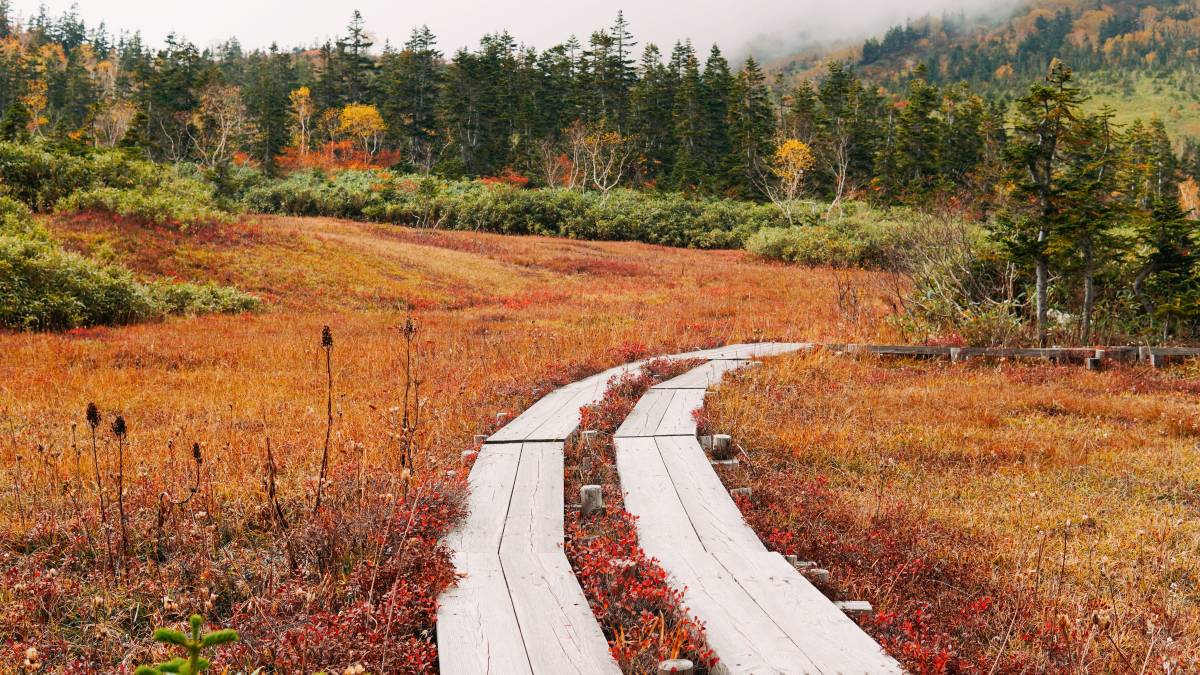 Tsugaike Nature Park: Easy Day Hike in Fall - Tokyo Past 3