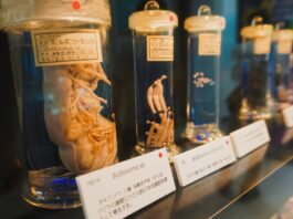 Specimens at Meguro Parasite Museum