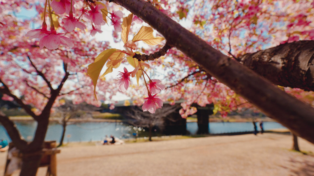 Kawazu Sakura at Kyunaka River