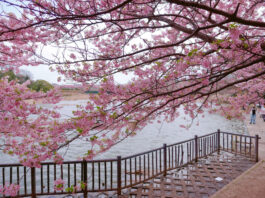 Kawazu Cherry Blossoms at Komatsugaike Park