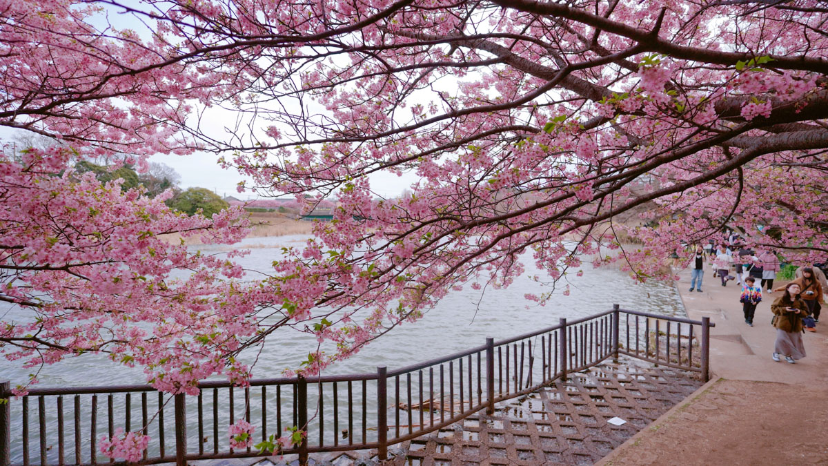 Cherry Blossom Season in Kawazu, Japan Has Arrived—Take a Look