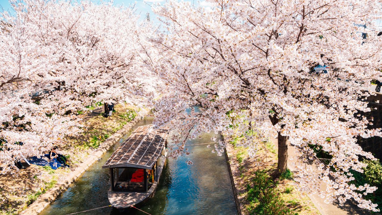Fushimi Boat Ride under Cherry Blossoms