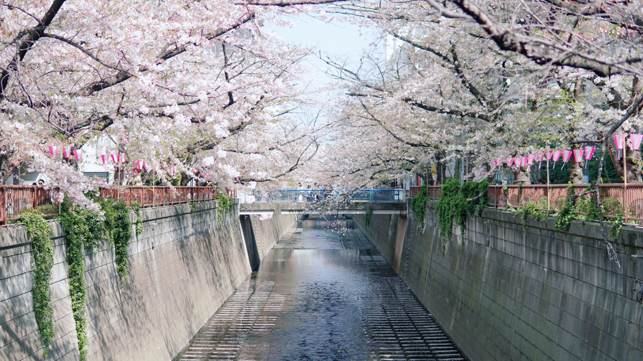 Meguro River Cherry Blossoms-1