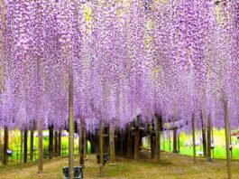 Ashikaga Flower Park Wisteria