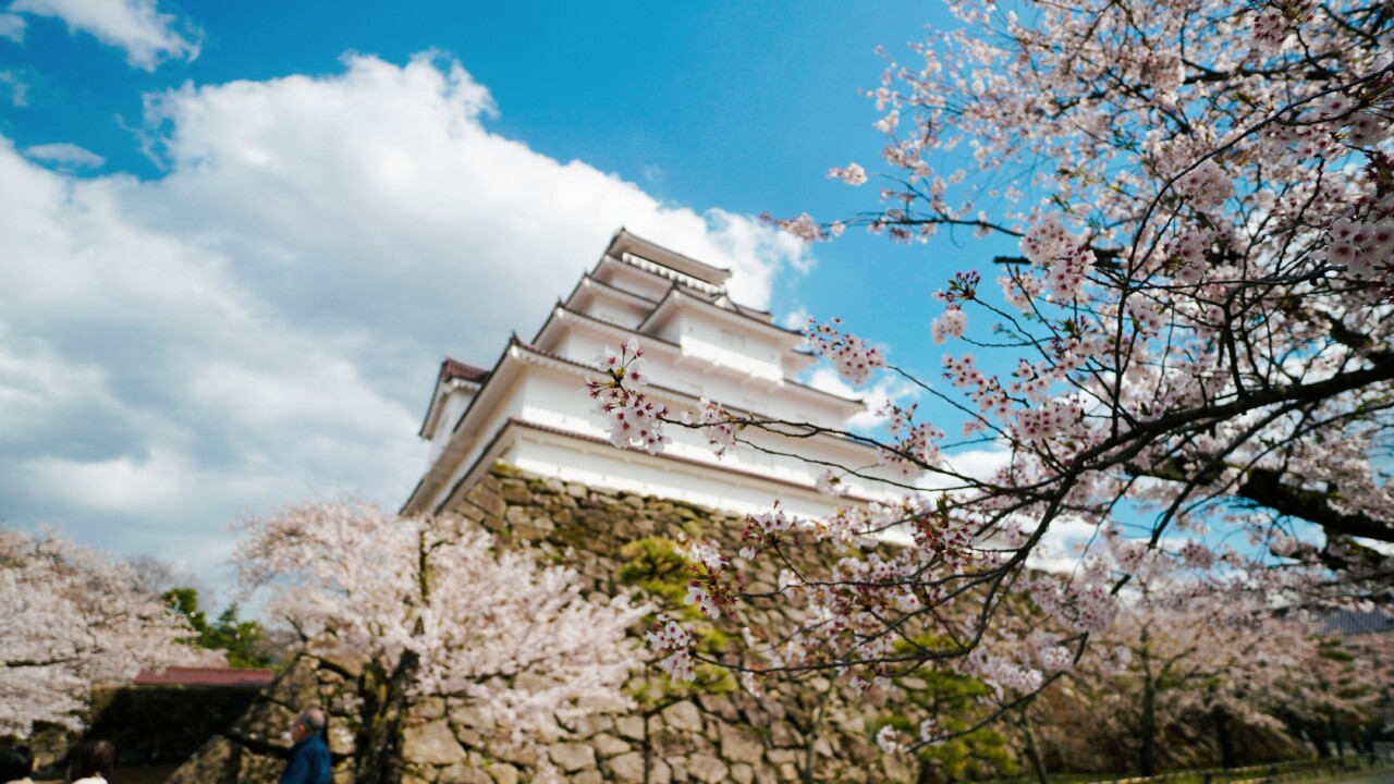Tsuruga Castle in Spring