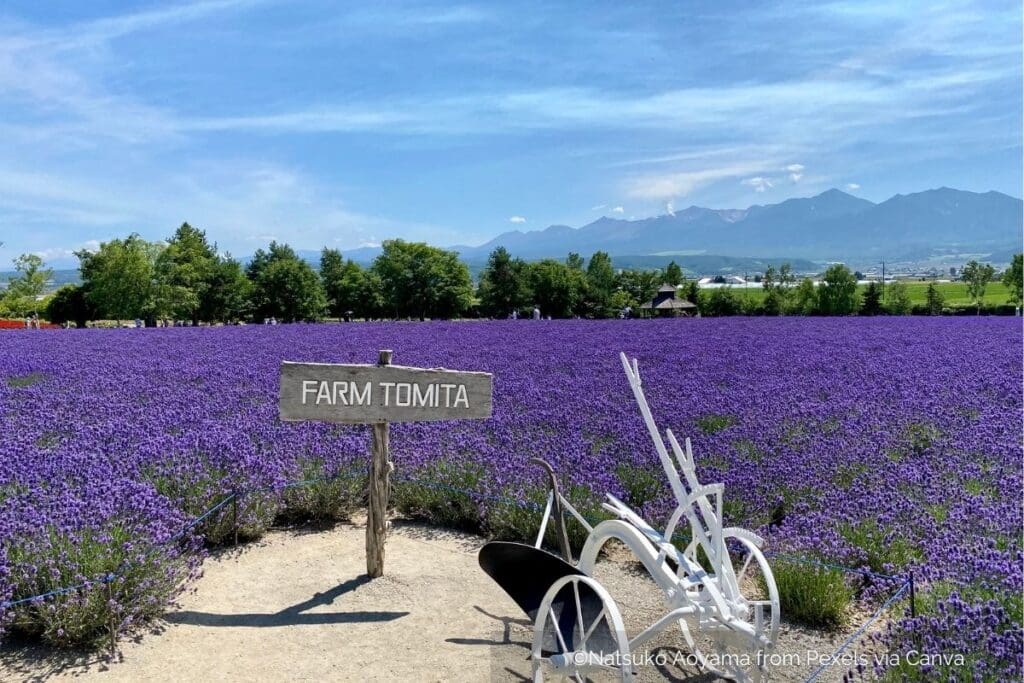 Farm Tomita lavender fields